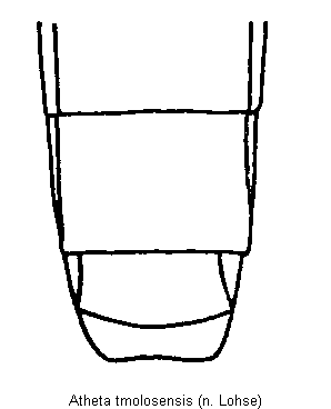atheta_tmolosensis_hlb.gif