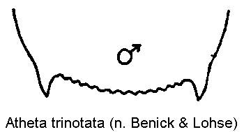atheta_trinotata_ter.gif