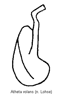 atheta_volans.gif