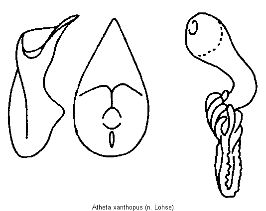 atheta_xanthopus.gif