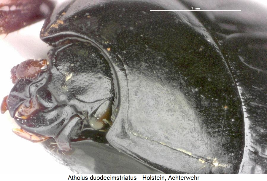 atholus_duodecimstriatus_vk.jpg