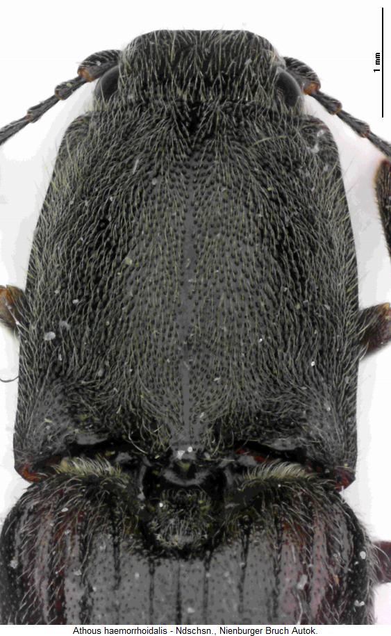 athous_haemorrhoidalis_vk.jpg