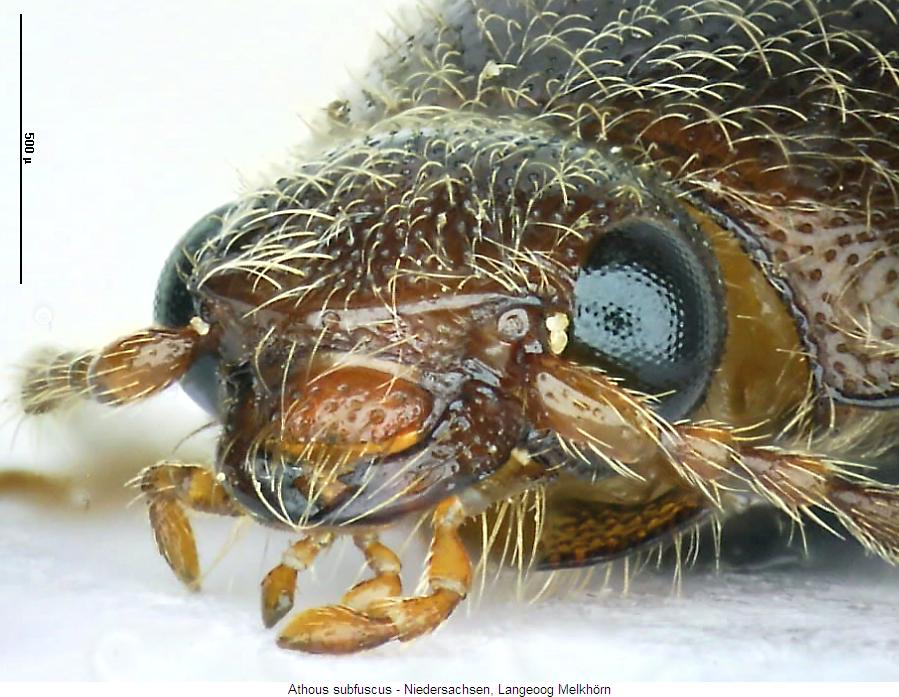athous_subfuscus_k.jpg