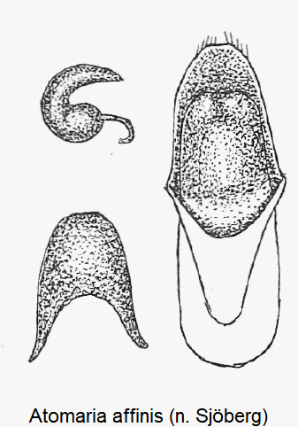 atomaria_affinis1.gif