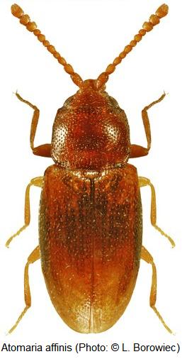 atomaria_affinis_hab.jpg