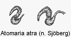 atomaria_atra_sperm.gif