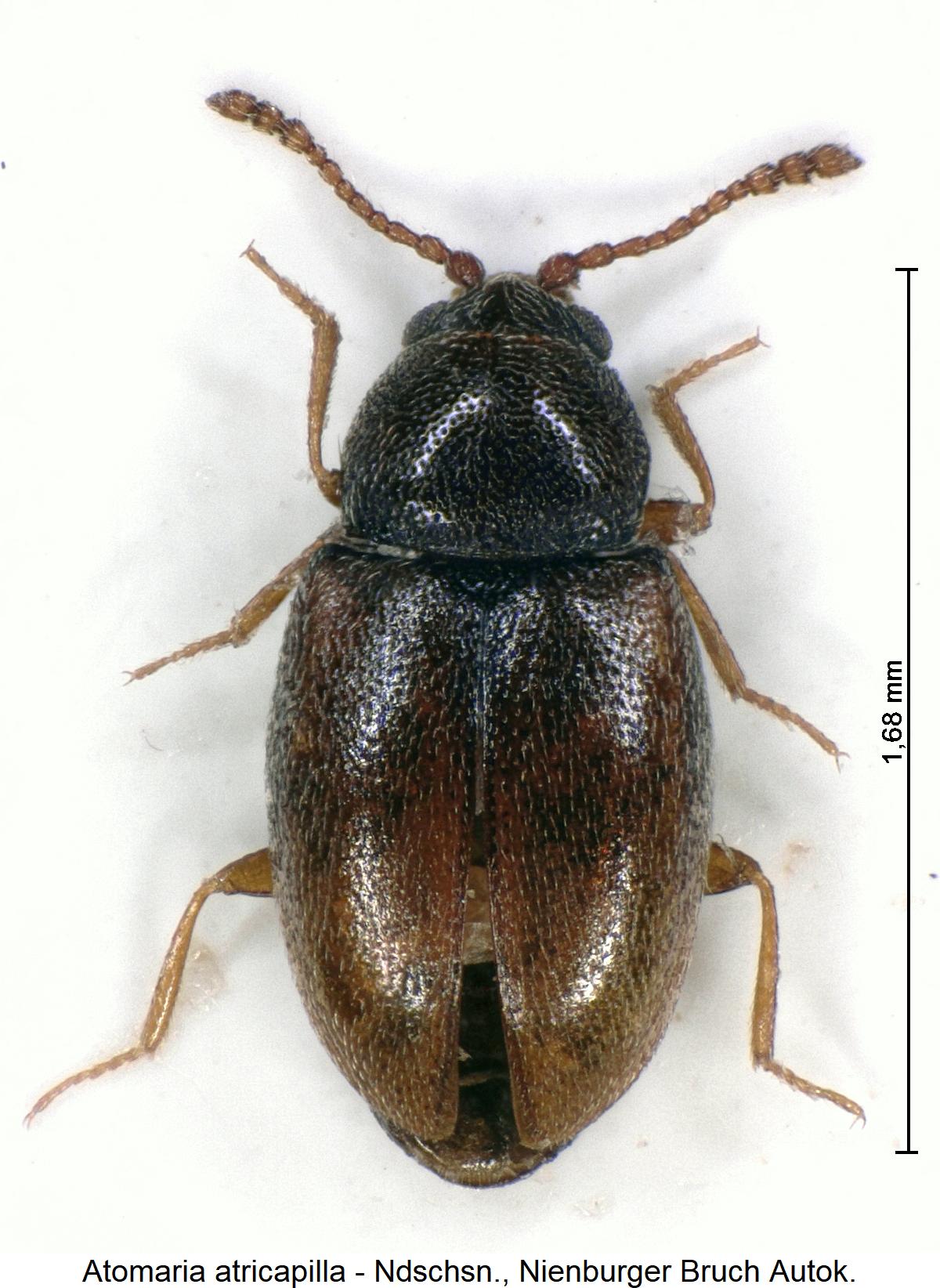 atomaria_atricapilla_hab1.jpg