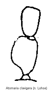 atomaria_clavigera_f.gif