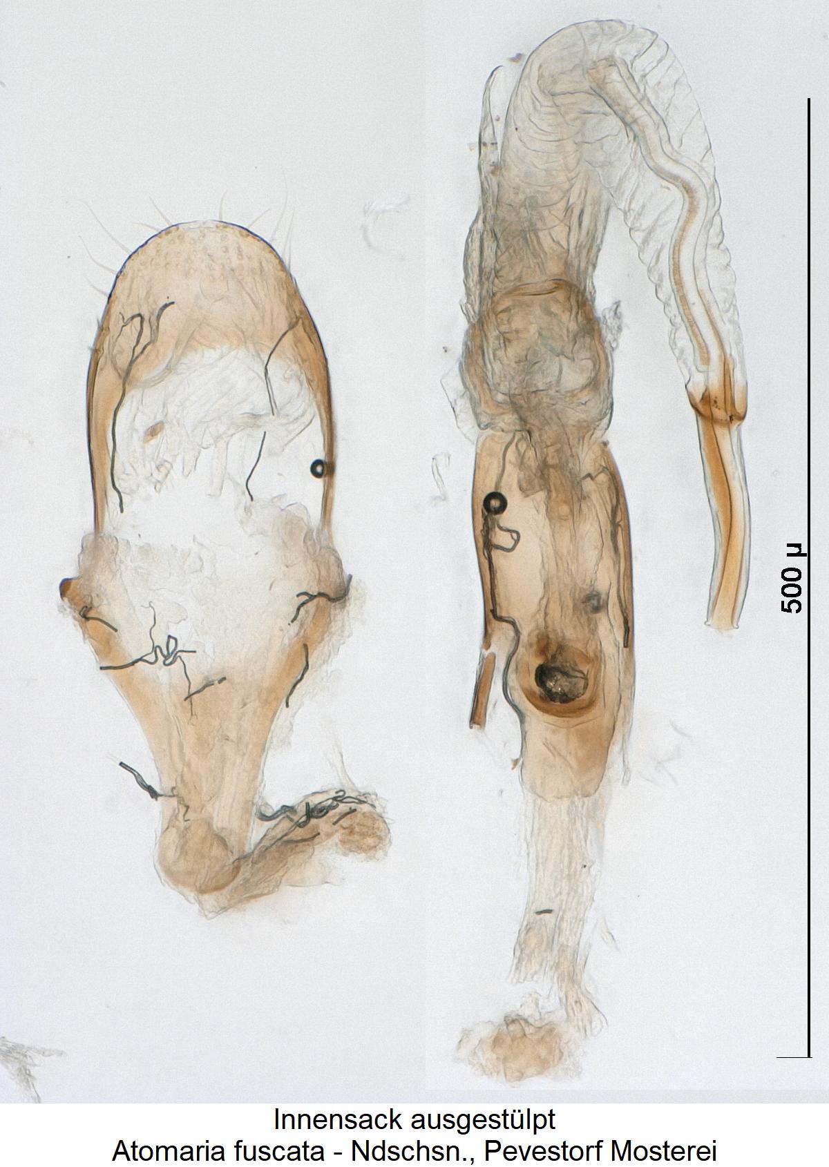 atomaria_fuscata1.jpg