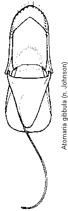 atomaria_gibbula.gif