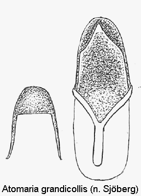 atomaria_grandicollis.gif