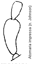 atomaria_impressa_f.gif