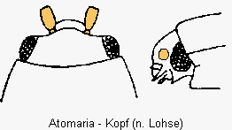 atomaria_k.gif