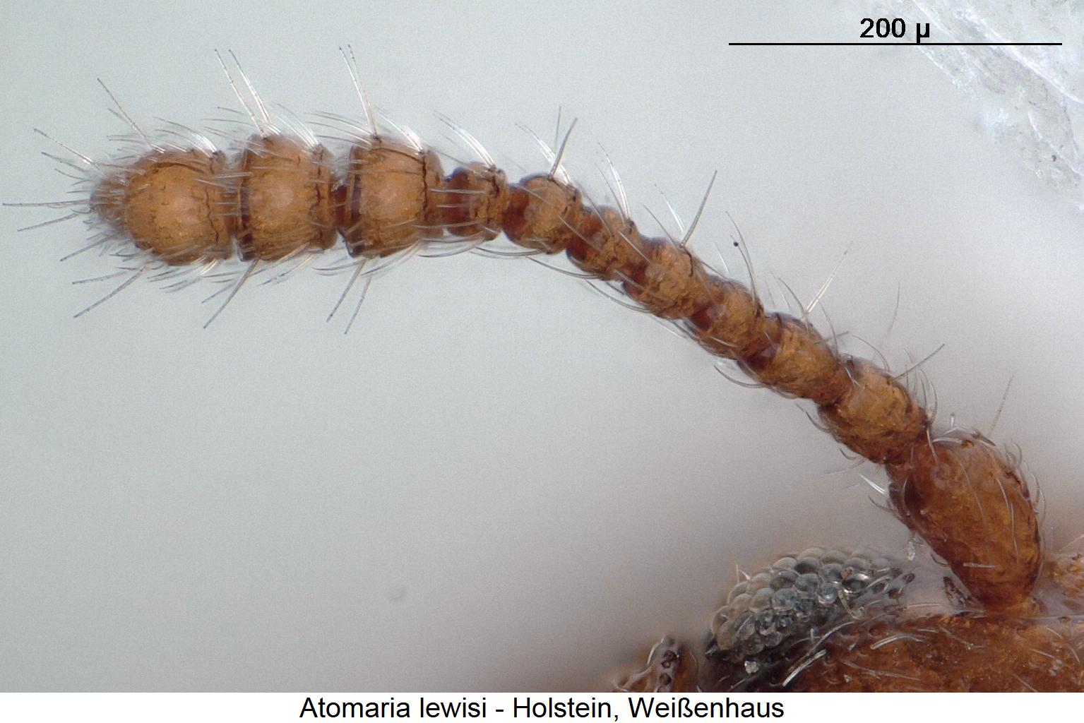 atomaria_lewisi_f.jpg