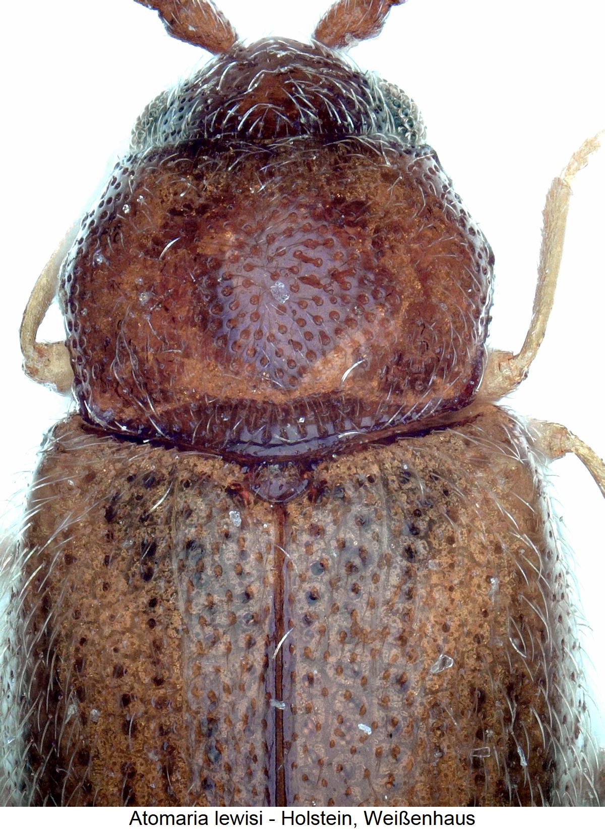 atomaria_lewisi_vk.jpg