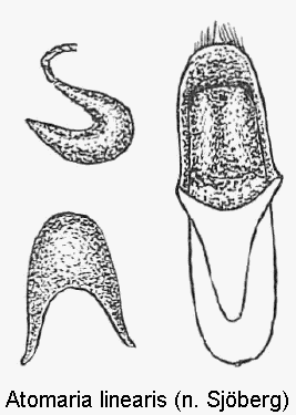 atomaria_linearis.gif