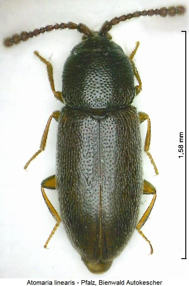 atomaria_linearis_hab.jpg
