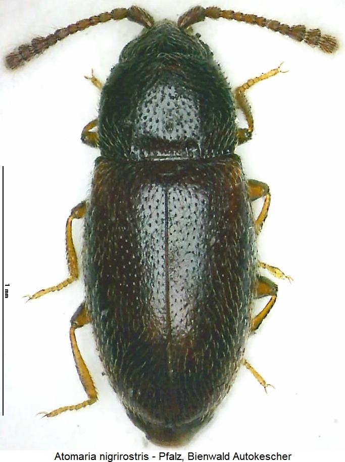 atomaria_nigrirostris_hab.jpg