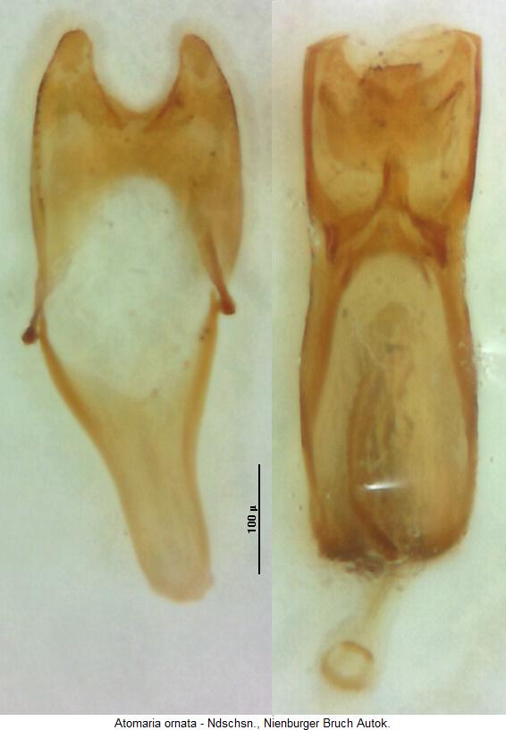 atomaria_ornata.jpg