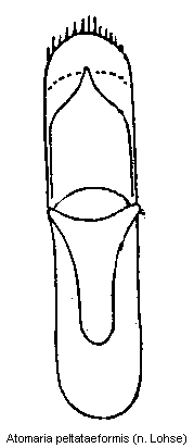 atomaria_peltataeformis.gif