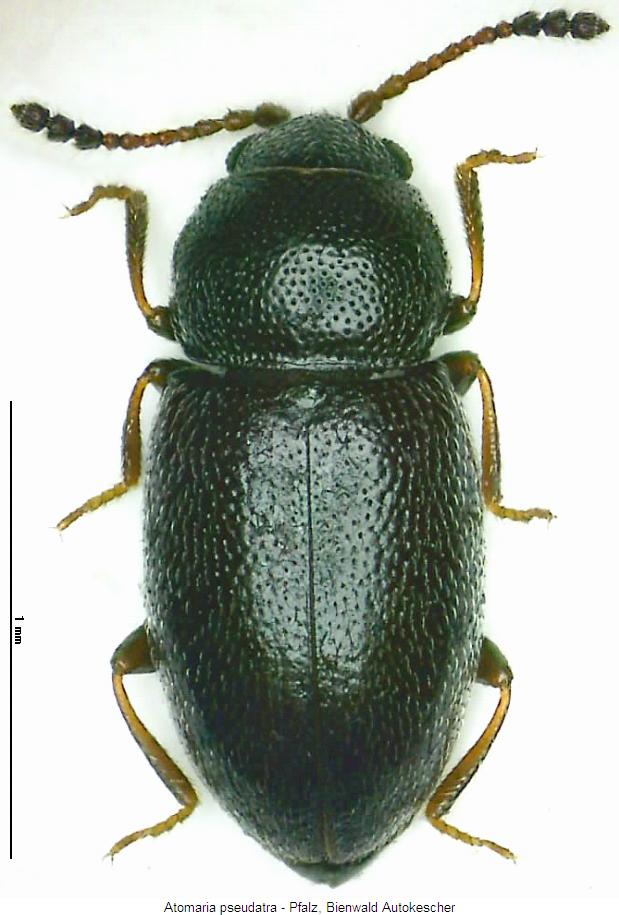 atomaria_pseudatra_hab.jpg