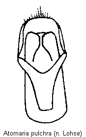 atomaria_pulchra.gif