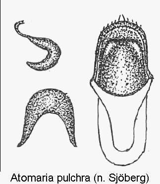 atomaria_pulchra1.gif