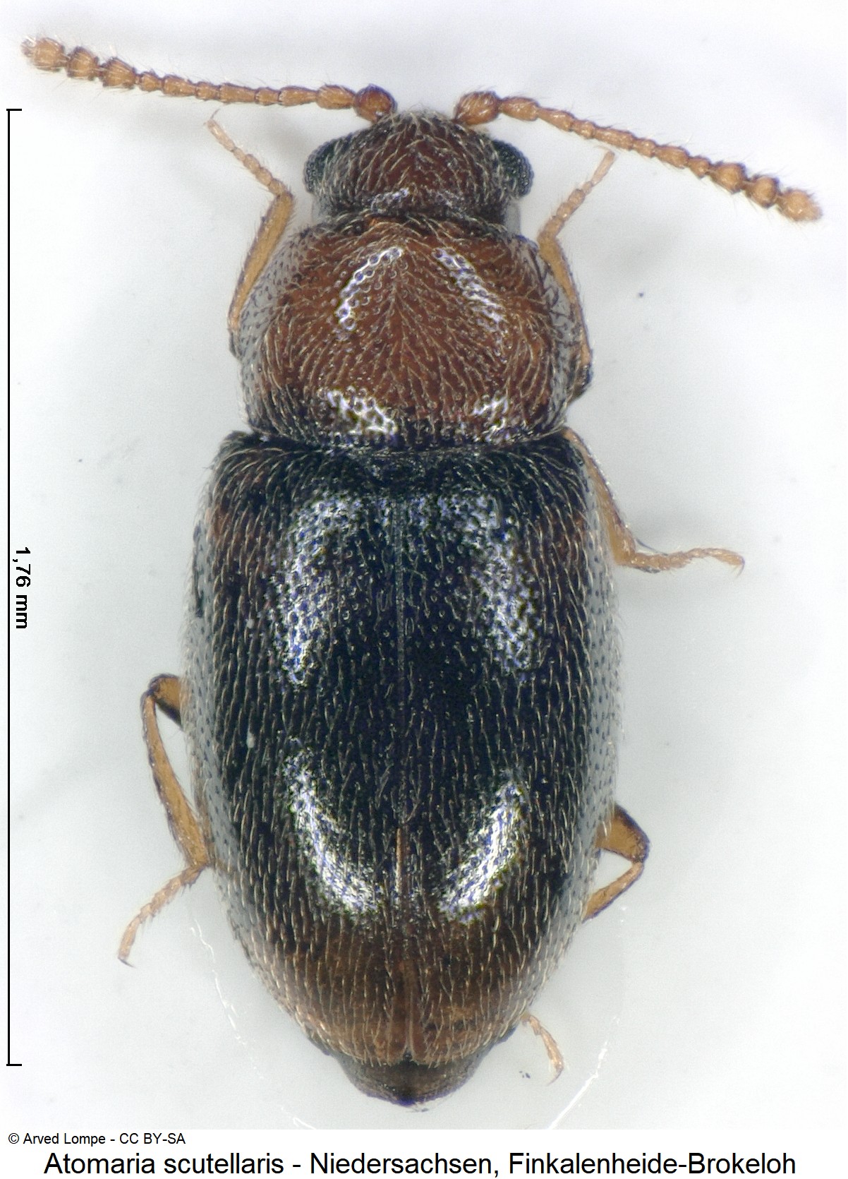 atomaria_scutellaris_ck36009256_hab.jpg