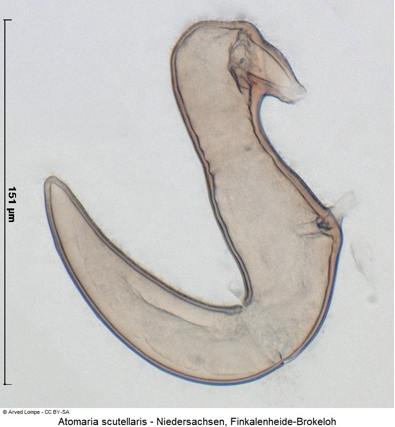 atomaria_scutellaris_ck36009256_sperm.jpg