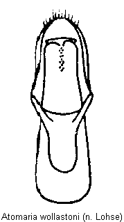 atomaria_wollastoni.gif