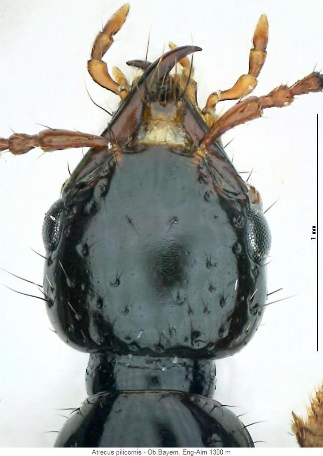 atrecus_pilicornis_k.jpg