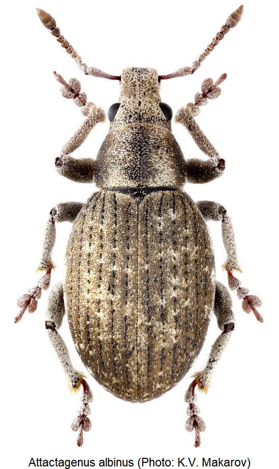 attactagenus_albinus_hab.jpg