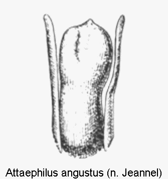 attaephilus_angustus.gif