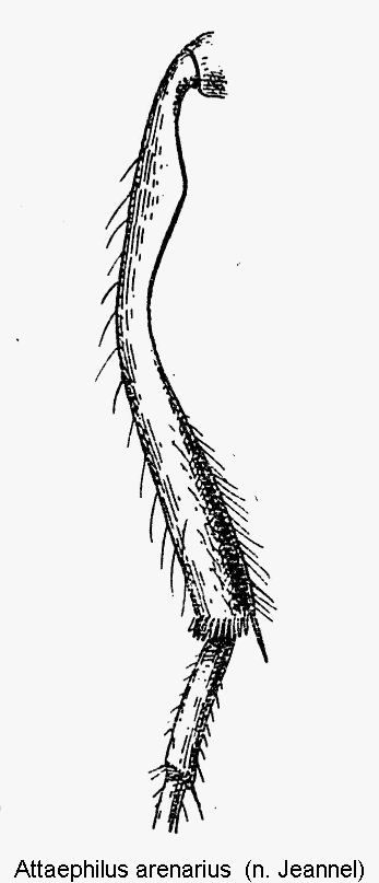 attaephilus_arenarius_mschn.gif