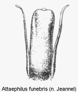 attaephilus_funebris.gif