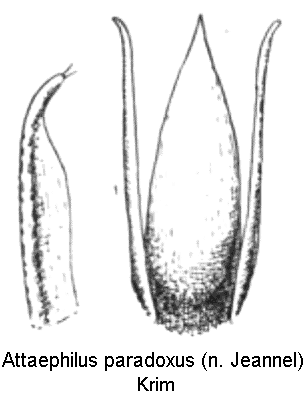 attaephilus_paradoxus.gif