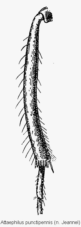 attaephilus_punctipennis_mschn.gif