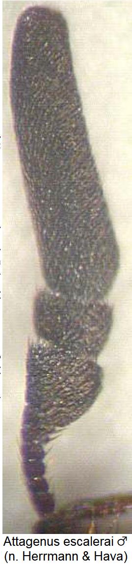 attagenus_escalerai_m_f.jpg