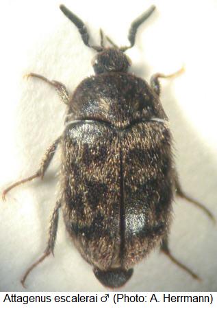 attagenus_escalerai_m_hab.jpg