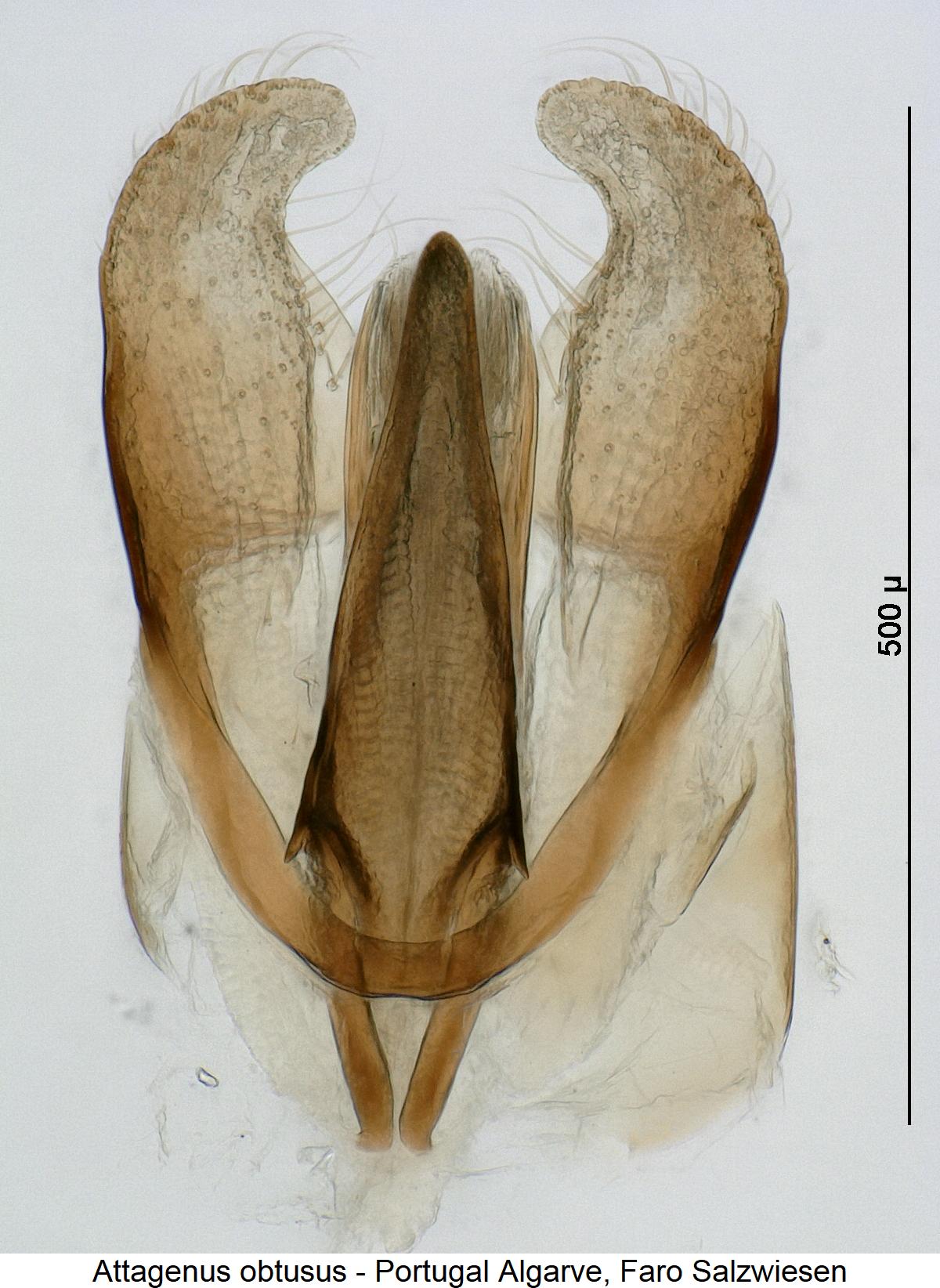attagenus_obtusus1.jpg