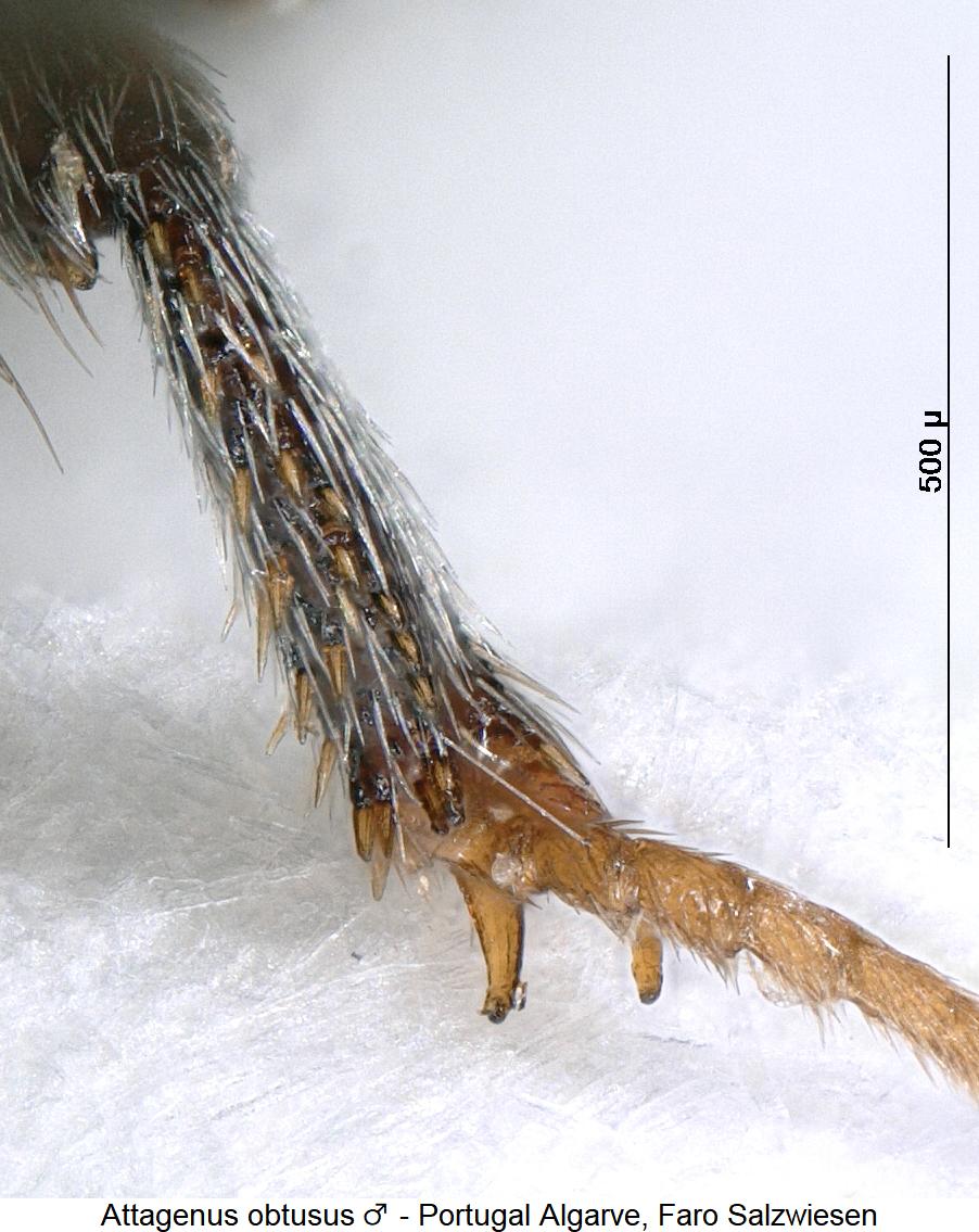 attagenus_obtusus_m_vschn.jpg