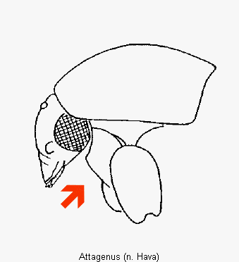 attagenus_vk.gif