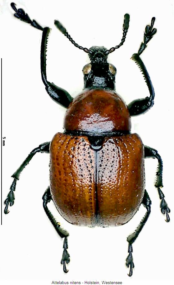 attelabus_nitens_hab.jpg