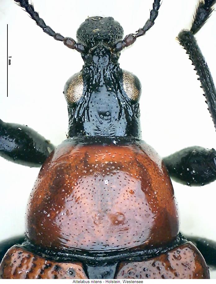 attelabus_nitens_vk.jpg
