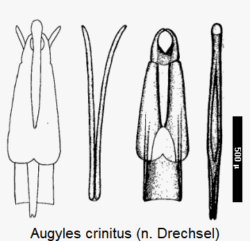 augyles_crinitus.gif