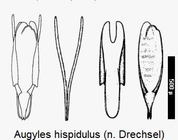 augyles_hispidulus.gif