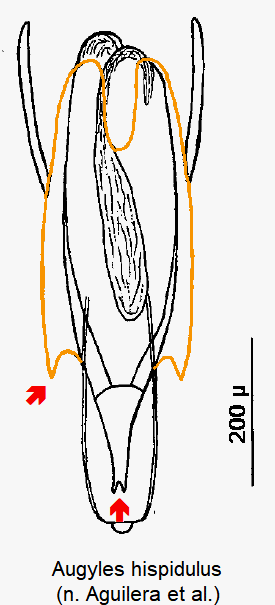 augyles_hispidulus2.gif