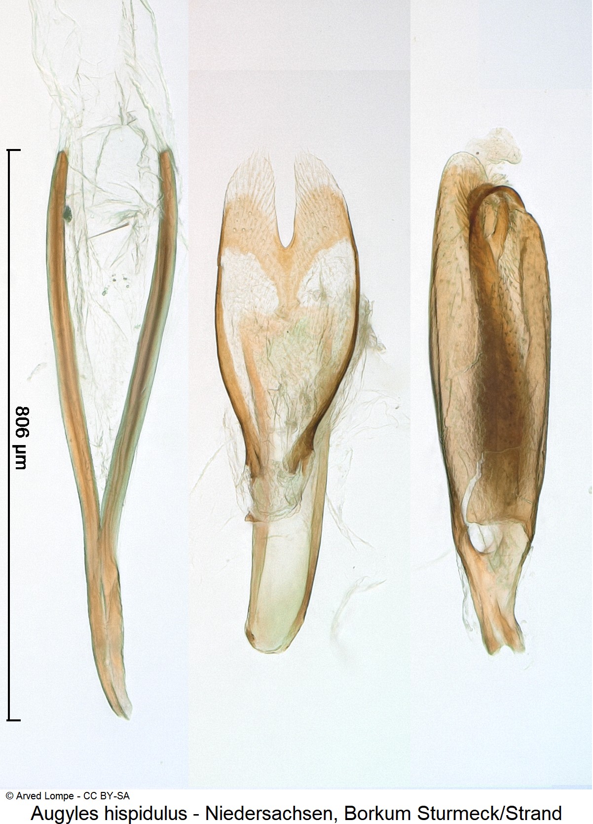 augyles_hispidulus_ck33159840-1.jpg