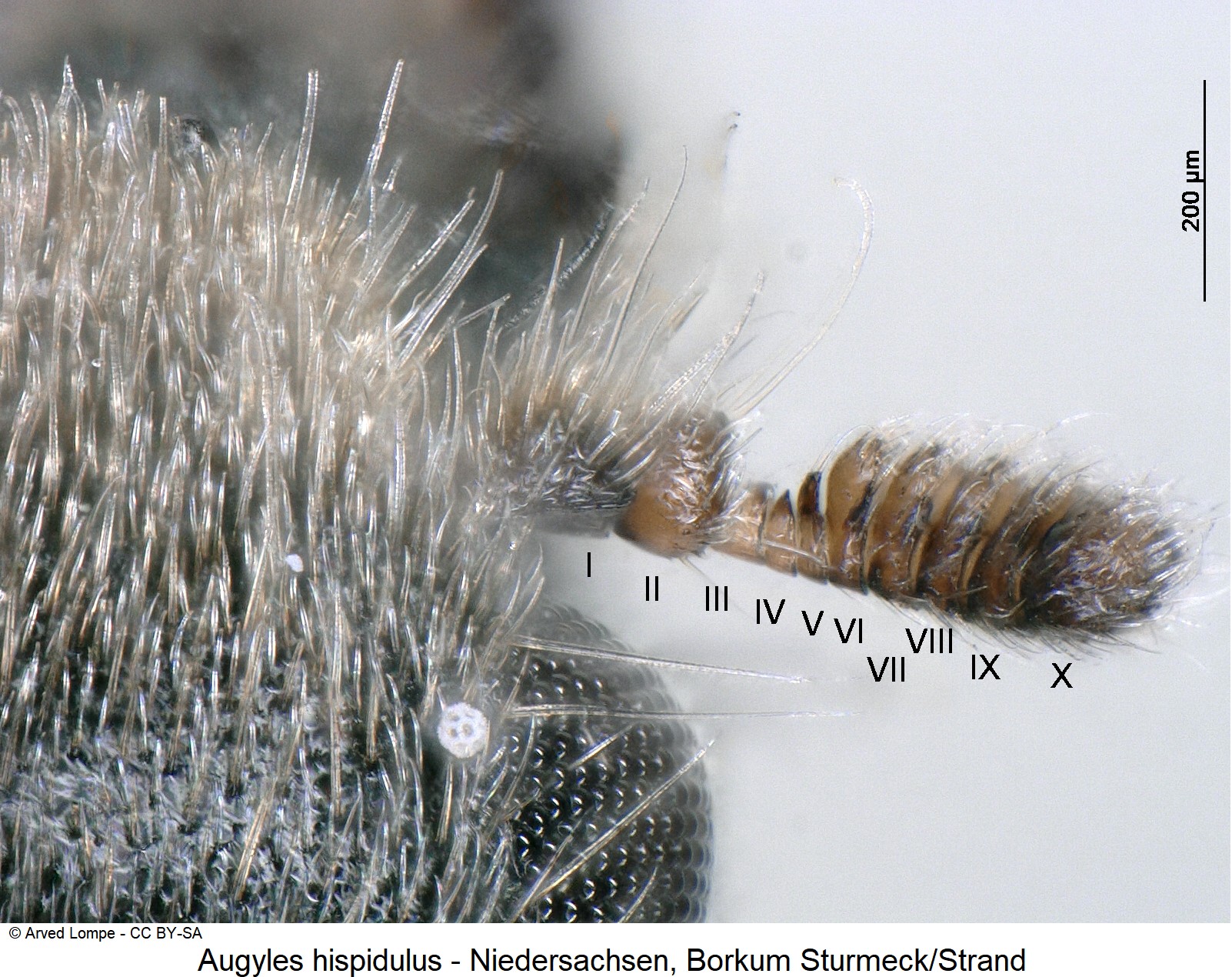 augyles_hispidulus_ck33159840_f.jpg