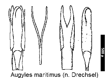 augyles_maritimus.gif